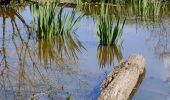 Excursión Senderismo Noyal-Châtillon-sur-Seiche - Noyal Châtillon 2 - Photo 1