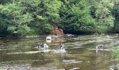 Trail Walking Florenville - Azy - Photo 12