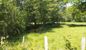 Randonnée Trail Ferrières-sur-Sichon - circuit du moulin neuf  - Photo 4