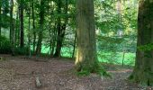 Tour Wandern Tervuren - Arboretum tra Nuovo e Vecchio mondo (castanea dentata) - Photo 6