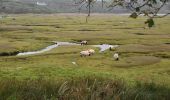 Tour Zu Fuß Westport-Belmullet Municipal District - Causeway Loop Walk - Photo 1