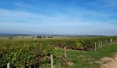Percorso Marcia Pouilly-sur-Loire - Pouilly de Loire en vigne - Photo 14