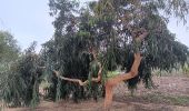 Tour Wandern Canet-en-Roussillon - petit tour à l´arboretum de Canet ... bof bof bof  - Photo 5