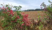 Randonnée Marche La Bruyère - Rhisnes 121023 - Photo 17