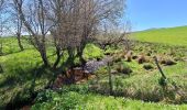 Trail Walking Chambon-sur-Lac - BOUCLE AUTOUR DE LA COUZE DE SURAINS - Photo 15