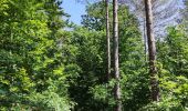 Tocht Stappen Stavelot - Promenade du point de vue de Ster  - Photo 9