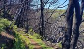 Trail Walking Achadas da Cruz - Levada des moines 1 - Photo 6