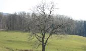 Excursión A pie Oberzent - Rundwanderweg Beerfelden Hasenhöhe 2: Hetzbacher-Wald-Weg - Photo 1