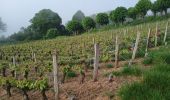 Percorso Marcia Joigny - Joigny par les vignes  - Photo 3