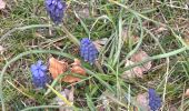Trail Walking Callas - Callas fait  - Photo 2