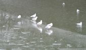 Percorso Marcia Liegi - Par Vesdre et canal de l'Ourthe  - Photo 9