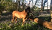 Tocht Paardrijden Vercourt - Bibine jacinthe VERCOURT  - Photo 1