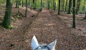Trail Horseback riding Florenville - Les Epioux - Photo 12