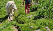 Tour Wandern Lavigerie - 2024 RA Cantal Puy Mary - Photo 7