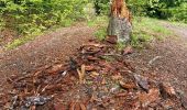 Trail On foot Rasnov - Bușteni - Poiana Pichetul Roșu - Cabana Mălăiești - Photo 2