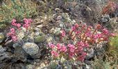 Trail Walking Faucon-du-Caire - FAUCON DU CAIRE  RAVIN DE L ECHELLE . CRETES DES ROUYERES  - Photo 2