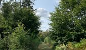 Trail Walking Saint-Hubert - Transforestiere 3  - Photo 5