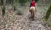 Trail Horseback riding Baccarat - Chez Alex mercredi 21 février 24 Mirador  - Photo 4
