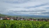 Tour Wandern Mittelweier - ARCA Mittelwihr - Photo 1