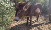 Tour Wandern Celles - autour du salagou - Photo 4