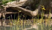 Tour Zu Fuß Lübben (Spreewald) - Rundwanderweg Batzlin - Photo 2