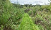 Trail Walking Pelt - De Wulp Hageven Grote Heide 24 km - Photo 12