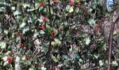 Trail Walking Saint-Alban-Leysse - MontBasin-2020-12-17 001 - Photo 4