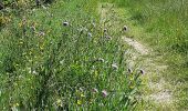 Tocht Stappen Murol - AUTOUR DU LAC CHAMBON  - Photo 10