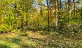 Tocht Stappen Compiègne - en forêt de Compiègne_43_le Petit Octogone et vers la Faisanderie - Photo 10