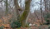 Tour Wandern Fontainebleau - Cuvier-Chatillon, Balade des Mares - Photo 10