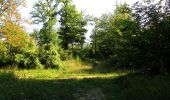 Randonnée Marche Rethondes - en forêt de Laigue_8_06_2020_les Routes des Bonshommes, de la Trouée des Bonhommes_Route forestière de Sainte-Croix - Photo 1