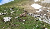 Tocht Stappen La Chapelle-d'Abondance - CORNETTES DE BISE: LAC DE DARBON - Photo 4