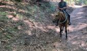 Tocht Paardrijden Badonviller - Grand chêne vierge clarisse  - Photo 7