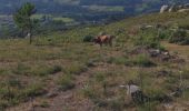 Randonnée Marche Vascões - Vascões - Corno de Bico - Photo 1