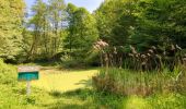 Percorso Marcia Oberhaslach - Le Nideck, entre ruines et cascades - Photo 13