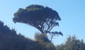 Tocht Stappen Banyuls-sur-Mer - banyuls . coll de gran bau . retour par le littoral  - Photo 3