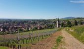 Tour Wandern Mittelbergheim - BARR - LES 3 CHATEAUX (LANDSBERG- SPESBOURG -ANDLAU) - Photo 3