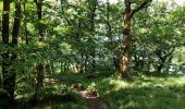 Tocht Stappen Esch-sur-Sûre - Promenade au lac de la Haute-Sûre   - Photo 12