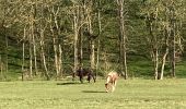 Tocht Stappen Écaussinnes - Randonnée Ecaussinnes - Photo 4