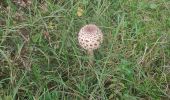 Tocht Stappen Lordat - Le tour du rocher du Courbas - Photo 3