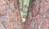 Tour Wandern Fontainebleau - Boucle 20 km Fontainebleau vert galant - Photo 5