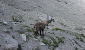 Randonnée A pied Val-de-Charmey - Les Marindes-Motélon - Photo 10