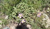 Tour Wandern Campile - Boucle de Monte Castellare - Photo 7