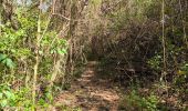 Trail Walking Bouillante - 🦎 Guadeloupe - Morne Lézard 🦎 - Photo 2