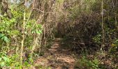 Tour Wandern Bouillante - 🦎 Guadeloupe - Morne Lézard 🦎 - Photo 2