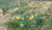 Trail On foot Büllingen - Balade des Jonquilles Krinkelt 12 Km - Photo 6