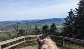 Trail Horseback riding Nompatelize - suuntoapp-HorsebackRiding-2024-04-13T07-02-45Z - Photo 2