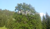 Trail On foot Ravascletto - IT-152 - Photo 1