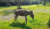 Tour Wandern Tellin - Marche ADEPS 10KM00 à  Bure. - Photo 2