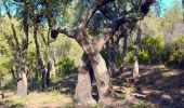 Excursión Senderismo Bormes-les-Mimosas - SityTrail - Barrage du Trapan - Estagnol - Pellegrin - Photo 6